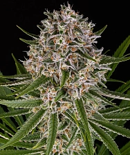Lemon Haze Auto autofem (Brn) (3 шт.)
