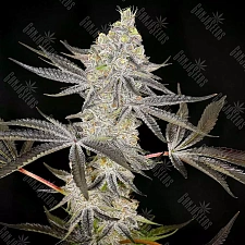 Auto Zkittlez OG feminised Ganja Seeds (1 шт.)