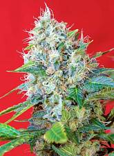 Green Poison fem (SwS) (3+1 шт.)