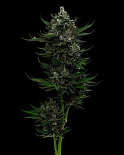 All Gas OG Auto autofem (HmbS) (3 шт.)