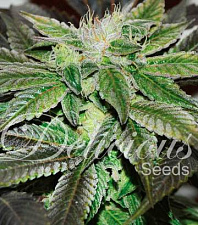 Sugar Candy (Delicious Seeds) - 3шт.