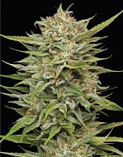 OG Kush Auto autofem (HmbS) (3 шт.)