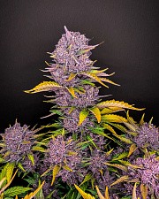 Purple Lemonade autofem (FsBd) (25 шт.)