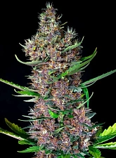 Red Poison Auto autofem (SwS) (25 шт.)