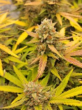 Orange Sherbet Auto autofem (FsBd) (25 шт.)