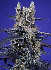 Super Boof XL Auto autofem (SwS) (3+1 шт.)