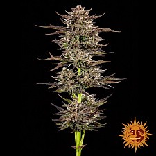 Frosted Zinn x 3 Bears OG Auto autofem (Brn) (10 шт.)