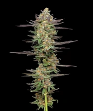 Mint Jelly Auto autofem (HmbS) (3 шт.)