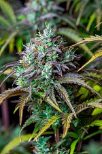 Original Auto Big Bud autofem (FsBd) (10 шт.)
