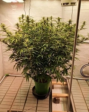 Original Auto Trainwreck autofem (FsBd) (3 шт.)