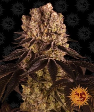 Purple Punch fem (Brn) (3 шт.)
