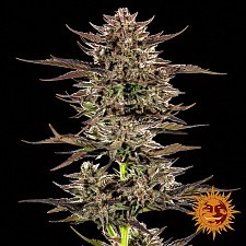 Frosted Zinn x 3 Bears OG Auto autofem (Brn) (5 шт.)