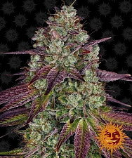 Mimosa EVO fem (Brn) (1 шт. уцінка 22-23 рік)