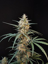 Original Auto Chemdawg autofem (FsBd) (1 шт.)