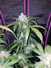 Tangie Auto / Tangie’matic autofem (FsBd) (10 шт.)