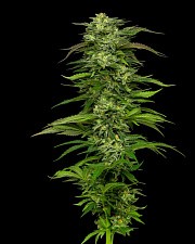 Dream Queen Auto autofem (HmbS) (3 шт.)