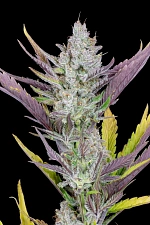Wedding Glue Auto autofem (FsBd) (10 шт.)