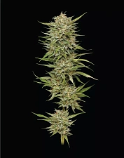 OG Kush Auto autofem (HmbS) (5 шт.)