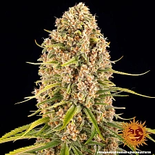 Blueberry Cheese (Blue Cheese) fem (Brn) (3 шт. уцінка 22-23 рік.)