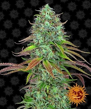 LSD Auto autofem (Brn) (3 шт. уцінка 22-23 рік)