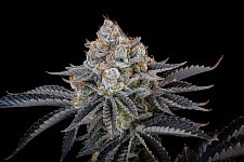 Gorilla Cookies FF (FsBd) (10 шт.)
