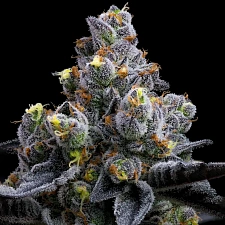 Garlic Cookies fem (Brn) (3 шт.)