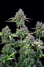 Original Auto Trainwreck autofem (FsBd) (5 шт.)