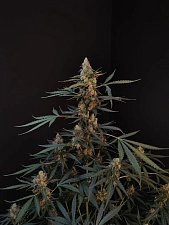 Original Auto Northern Lights autofem (FsBd) (5 шт.)
