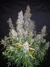 Stardawg autofem (FsBd) (3 шт.)