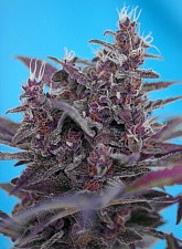 Black Cream Auto autofem (SwS) (5+2 шт.)