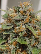 Original Auto Skunk autofem (FsBd) (3 шт.)