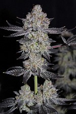Tropicana Cookies FF (FsBd) (5 шт.)