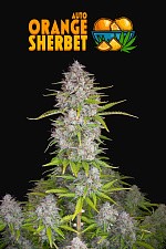 Orange Sherbet Auto autofem (FsBd) (5 шт.)