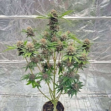 Auto Cherry Cola feminised Ganja Seeds (2 шт.)