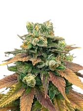 Auto Tangie genetics autofem (IZI) (100 шт.)