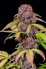 Lemon Cherry Cookies Auto autofem (FsBd) (5 шт.)