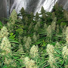 Power Plant feminised Ganja Seeds (4 шт.)