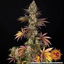 OG Kush fem (Brn) (1 шт.)
