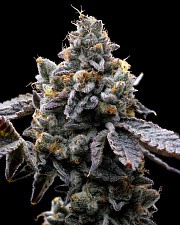 GMO Cookies fem (Brn) (3 шт.)