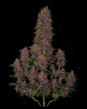 Crystal Meth autofem (FsBd) (10 шт.)