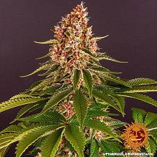 Pink Kush fem (Brn) (3 шт.)