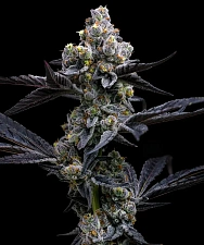 Garlic Cookies fem (Brn) (10 шт.)