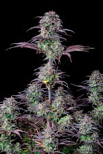 Original Auto Blueberry autofem (FsBd) (3 шт.)