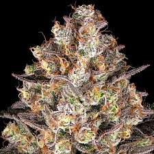 Hindu Kush fem (Brn) (5 шт.)
