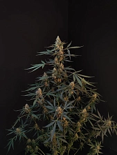 Original Auto Northern Lights autofem (FsBd) (10 шт.)
