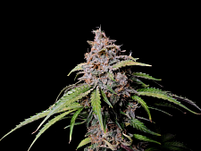 Amnesia Zkittlez Auto autofem (FsBd) (1 шт.)