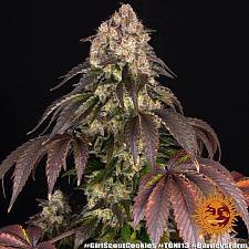Girl Scout Cookies fem (Brn) (1 шт.)