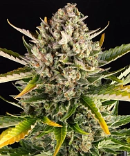 Strawberry Cheesecake Auto autofem (Brn) (3 шт.)