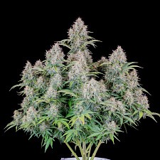 Original Auto Cinderella autofem (FsBd) (1 шт.)