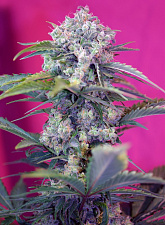 Cream Mandarine Auto autofem (SwS) (25 шт.)